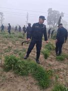 बारामा अवैधरुपमा गरिएको गाँजा खेती नष्ट