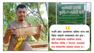 गाउँमै बसेर करोडौंको सपना: मदन क्षेत्रीको नर्सरी उद्यम