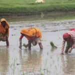 देशभर ९६ प्रतिशत धान रोपाइँ, सुदूरपश्चिममा शतप्रतिशत