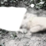 सिरहाको गोलबजारमा पुल नजिकै युवतीको शव फेला