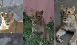 अत्यधिक गर्मीका कारण जापानको चिडियाखानामा तीन सिंहको मृत्यु