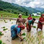 देशभर ९८ प्रतिशत धान रोपाइँ सम्पन्न